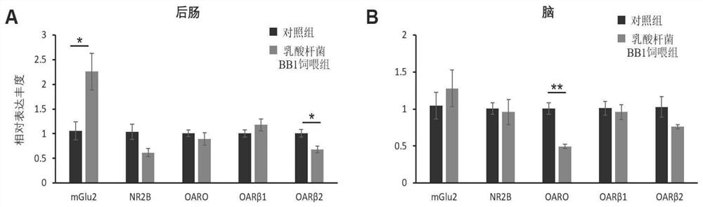 Lactobacillus bb1 enhancing memory ability and its application