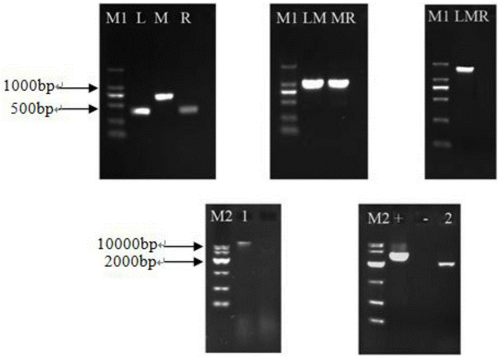 Method for regulating acid stress resistance of torulopsis glabrata by utilizing transcription factor Crz1p