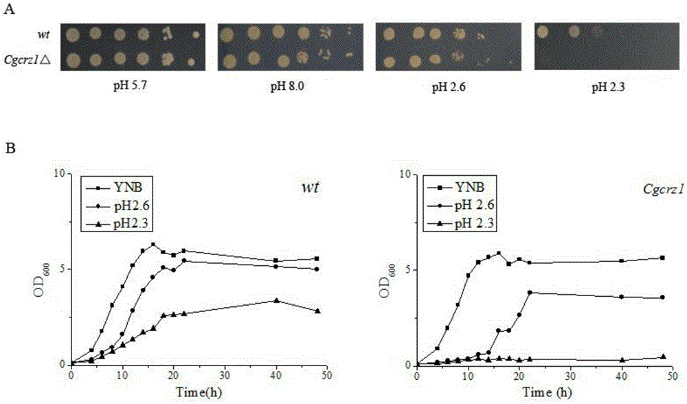Method for regulating acid stress resistance of torulopsis glabrata by utilizing transcription factor Crz1p