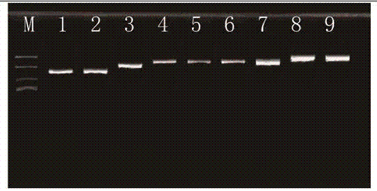 Pleuronectiformes soleidae fish ribosome ITS1 (internal transcribed spacer region 1) universal primer design method and application