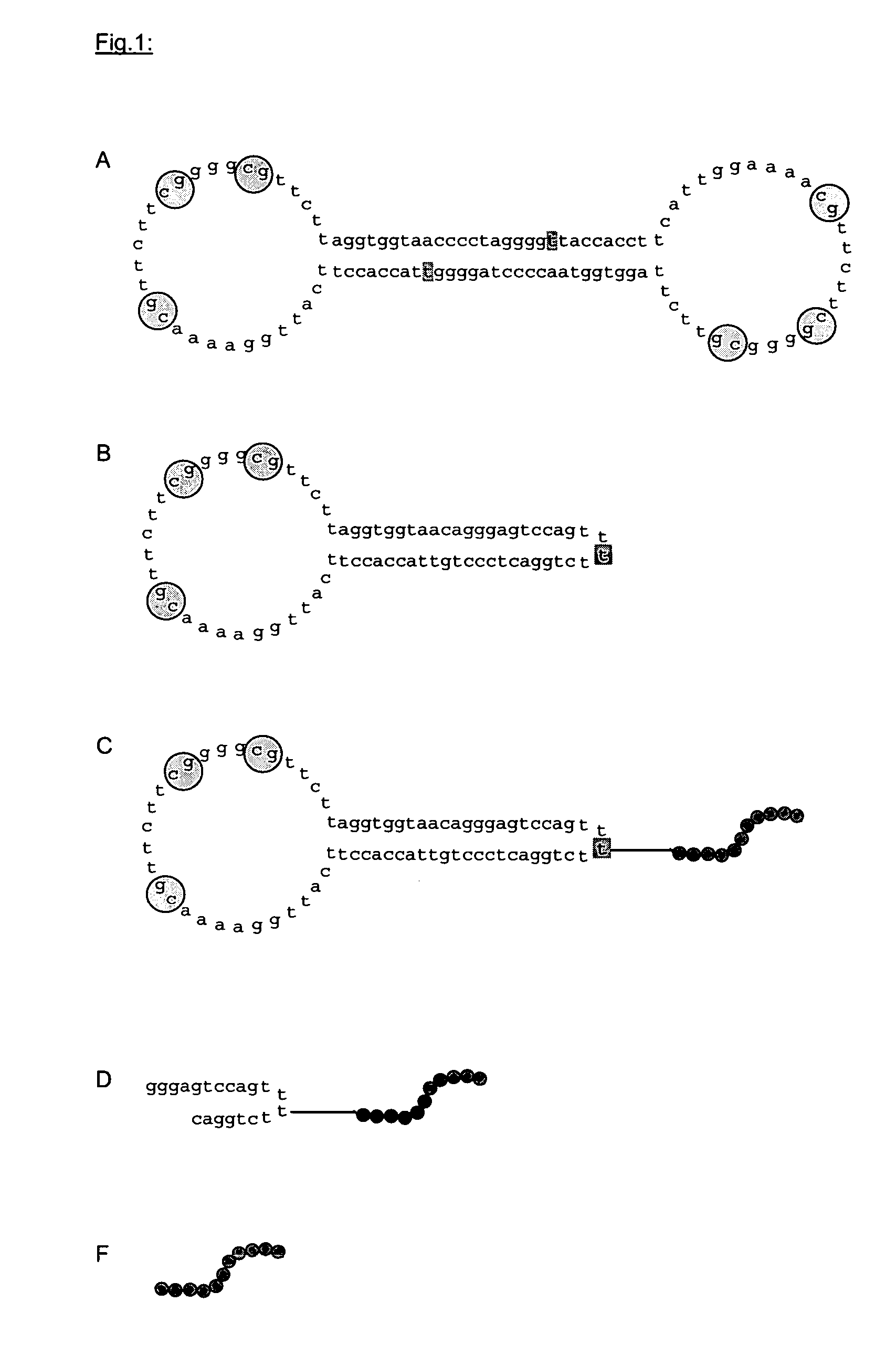 Substituted, non-coding nucleic acid molecule for therapeutic and prophylactic stimulation of the immune system in humans and higher animals