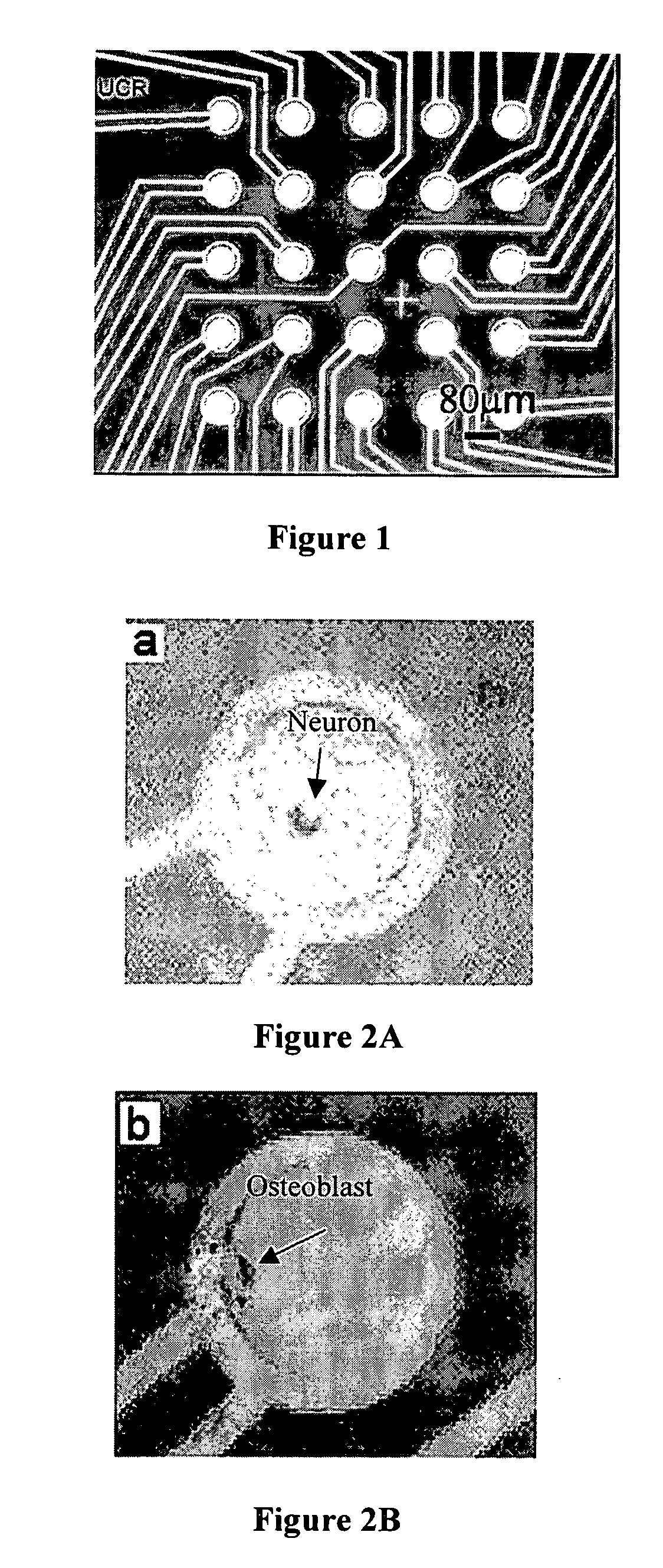 Biosensors having single reactant components immobilized over single electrodes and methods of making and using thereof