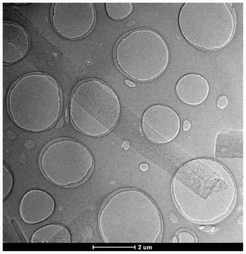 Preparation method and application of carbon-based Janus membrane