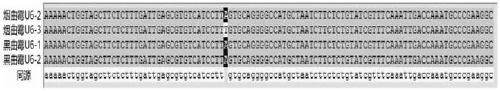 A dna fragment with promoter function and its application