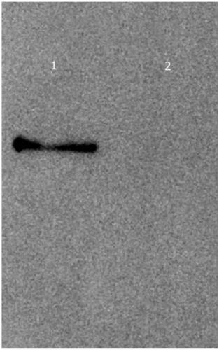 A dna fragment with promoter function and its application