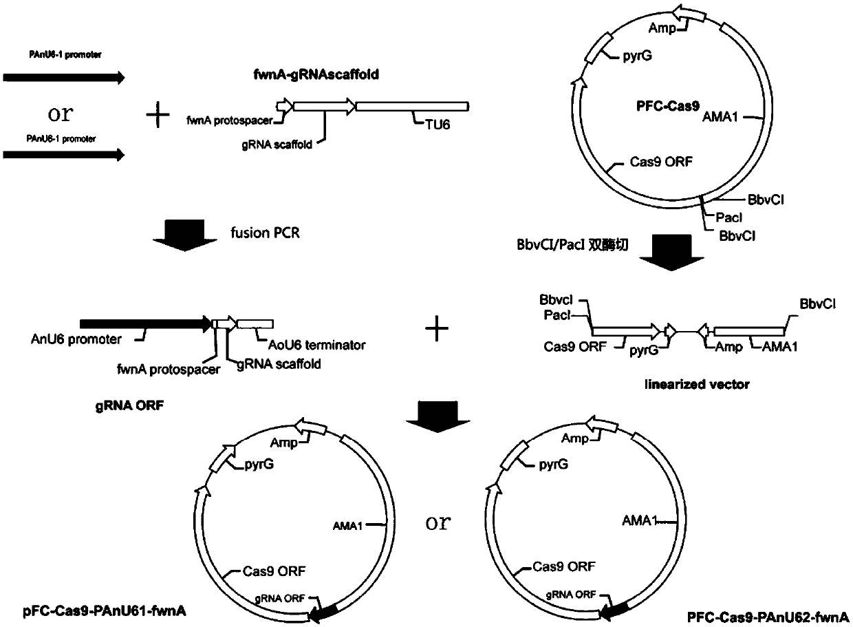 A dna fragment with promoter function and its application