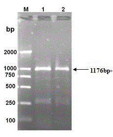 Soybean chalcone reductase gene CHR3 and applications thereof