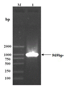 Soybean chalcone reductase gene CHR3 and applications thereof