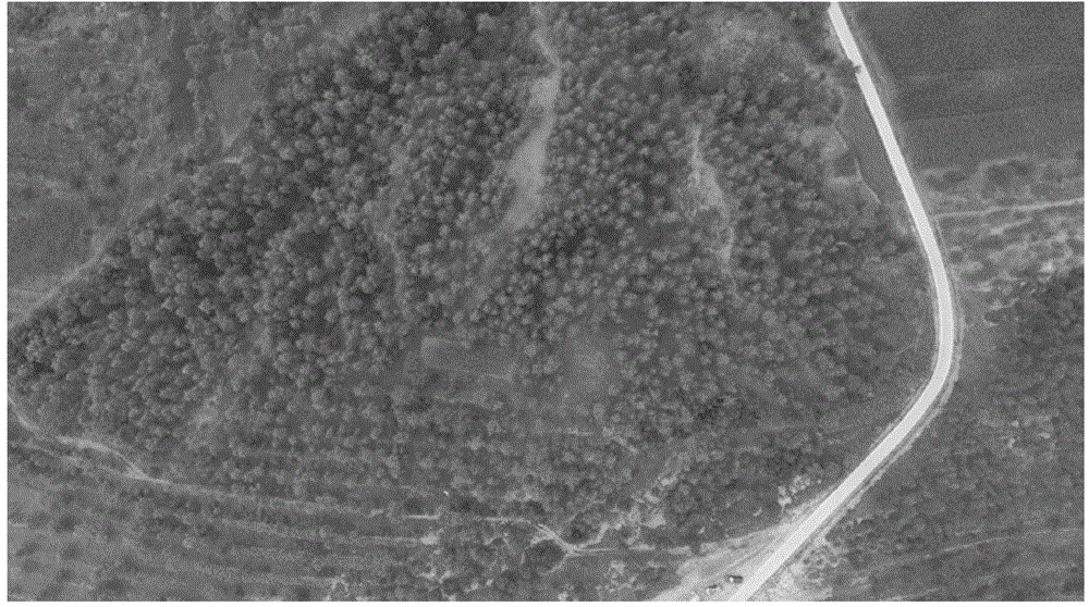 Forest disease and pest monitoring and early warning method and system based on unmanned plane image analysis