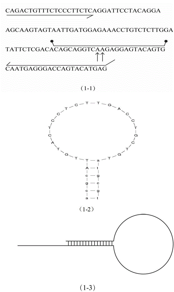 Method for accurately detecting KRAS gene mutation by use of probe melting technology