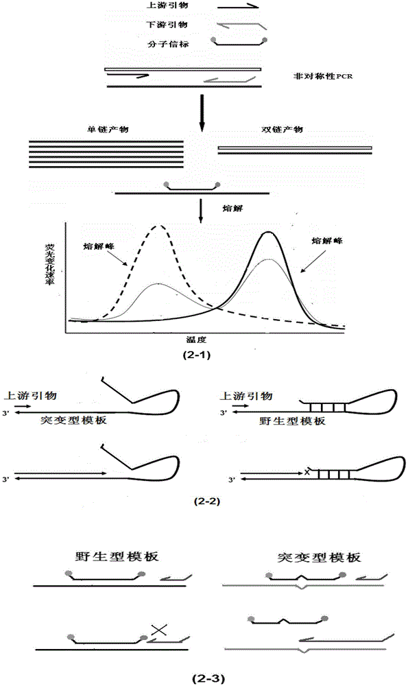 Method for accurately detecting KRAS gene mutation by use of probe melting technology