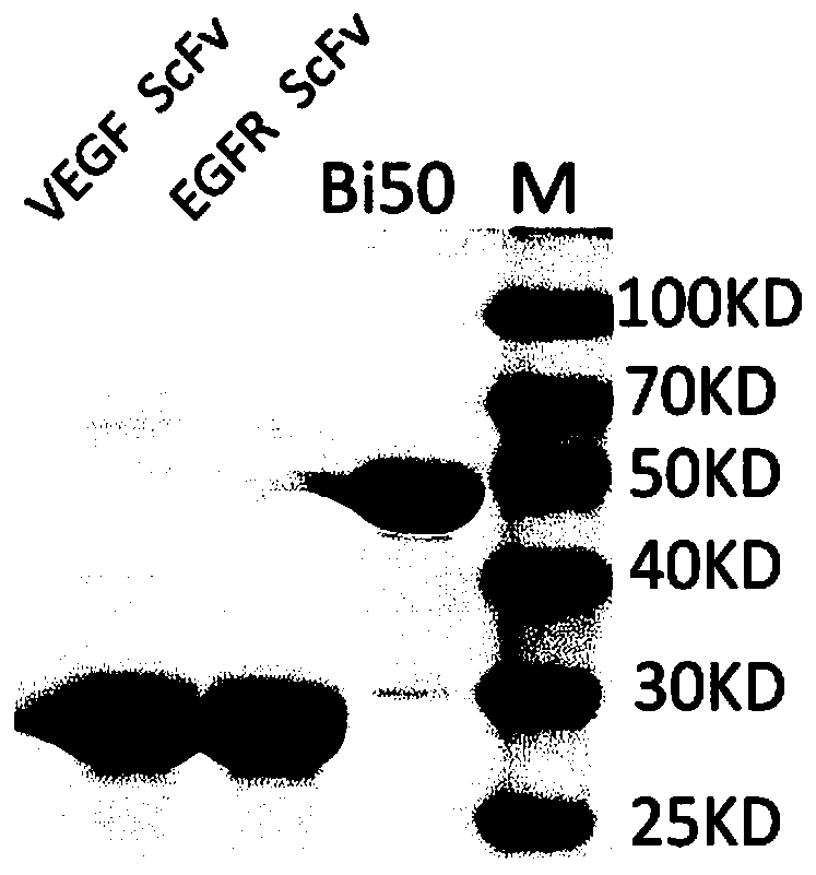 Bifunctional fusion protein targeting VEGF and EGFR and application of bifunctional fusion protein
