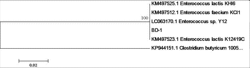 Novel liquid compound microecological preparation for livestock and poultry and preparation method thereof