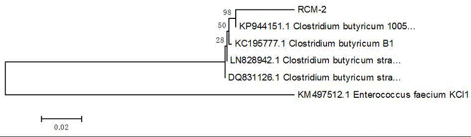 Novel liquid compound microecological preparation for livestock and poultry and preparation method thereof