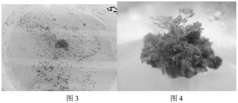 Endangered plant sphaeropteris lepifera propagation technology and field regression method