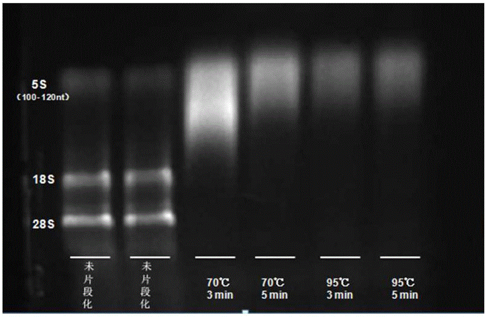 Single gene mRNA (messenger ribonucleic acid) methylation level detection method