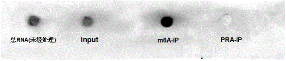 Single gene mRNA (messenger ribonucleic acid) methylation level detection method