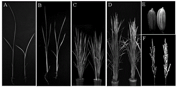 A protein regulating chloroplast development and its gene and application