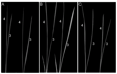 A protein regulating chloroplast development and its gene and application