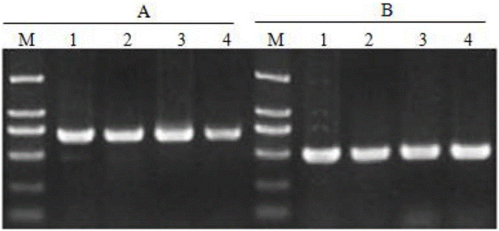 Method for preparing tobacco-leaf-tissue PCR template