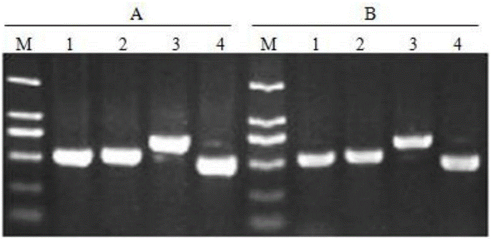 Method for preparing tobacco-leaf-tissue PCR template