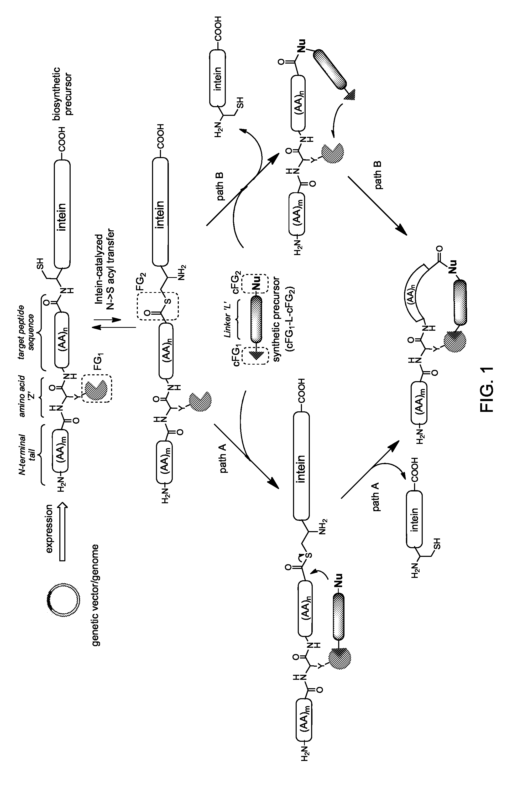 Macrocyclic compounds with a hybrid peptidic/non-peptidic backbone and methods for their preparation