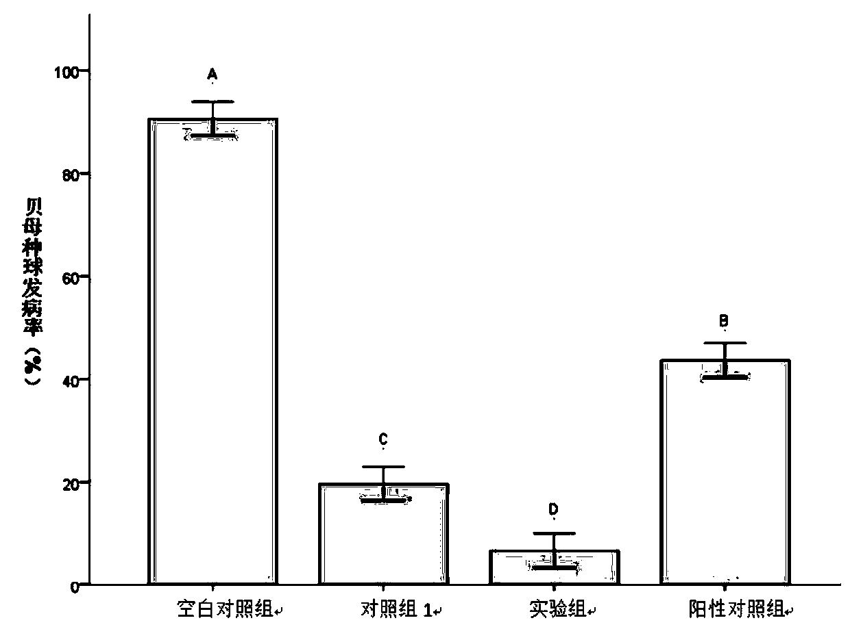 Composite microbial agent of Clonostachysrosea and Massiliatimonae and application in disease control