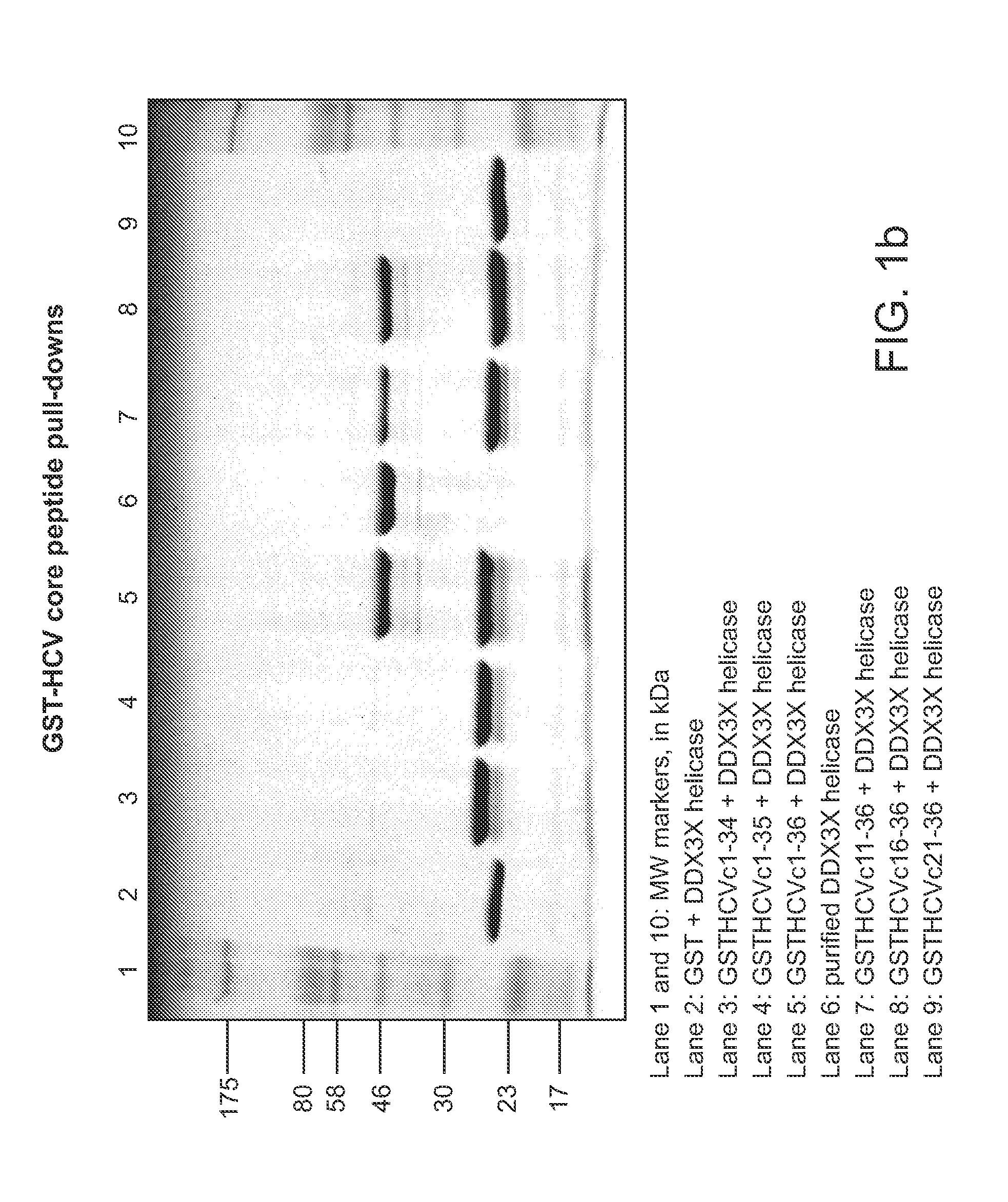 Methods and Compositions for Inhibiting Hepatitis C Virus Replication