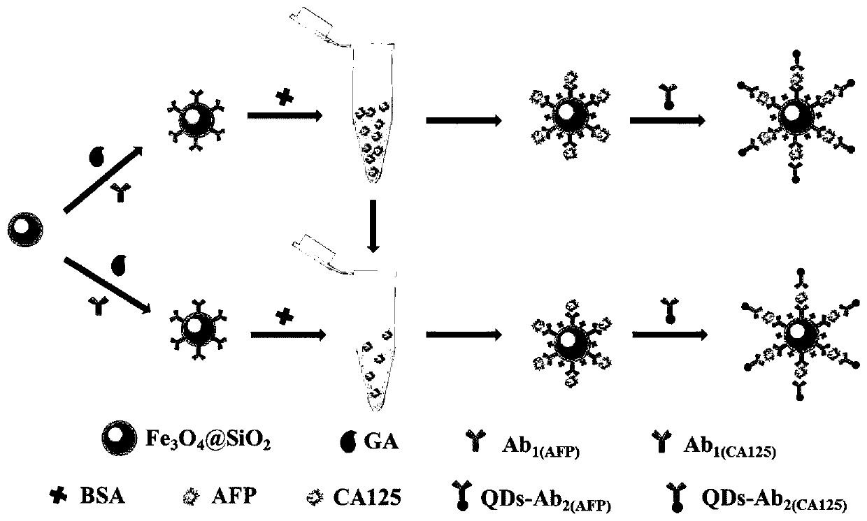 Electrochemiluminescent immunosensor based on cdzntes quantum dots and its preparation method and application