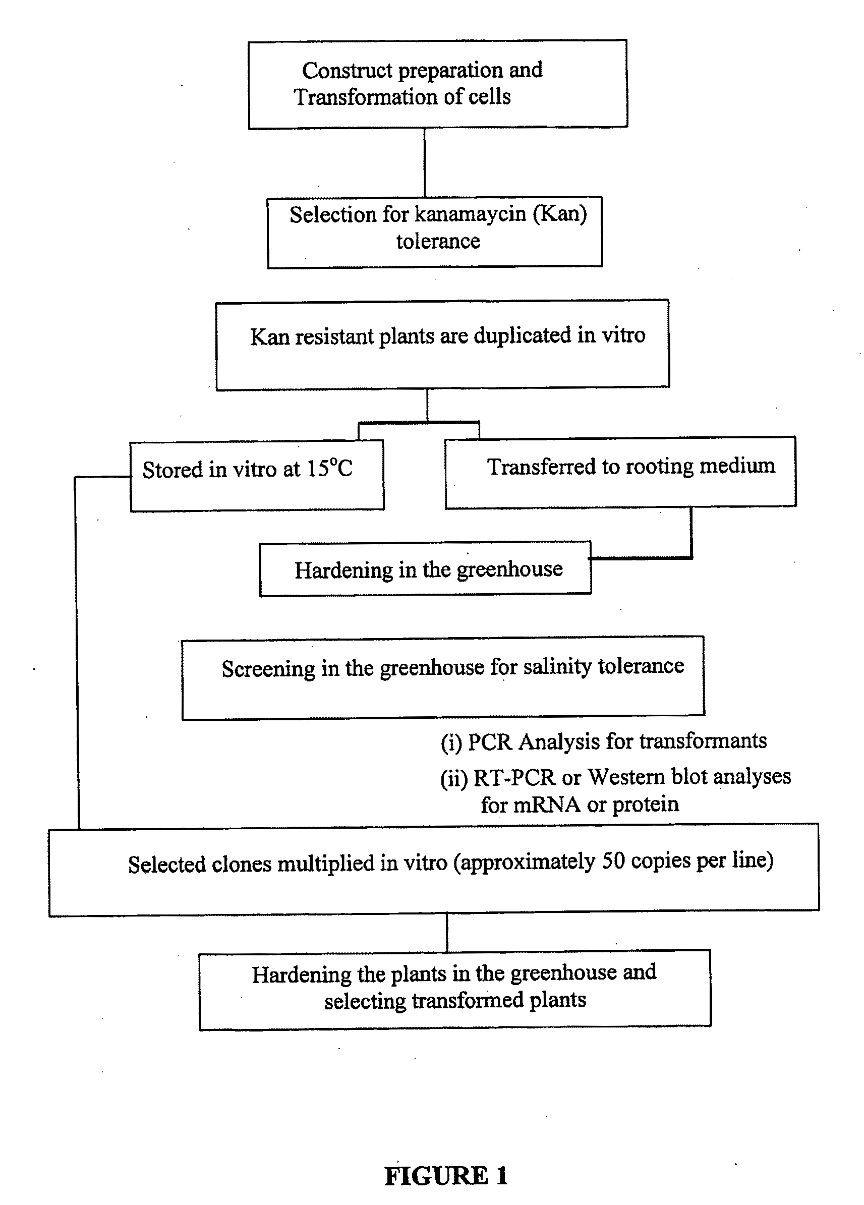 Salt resistant transgenic plants