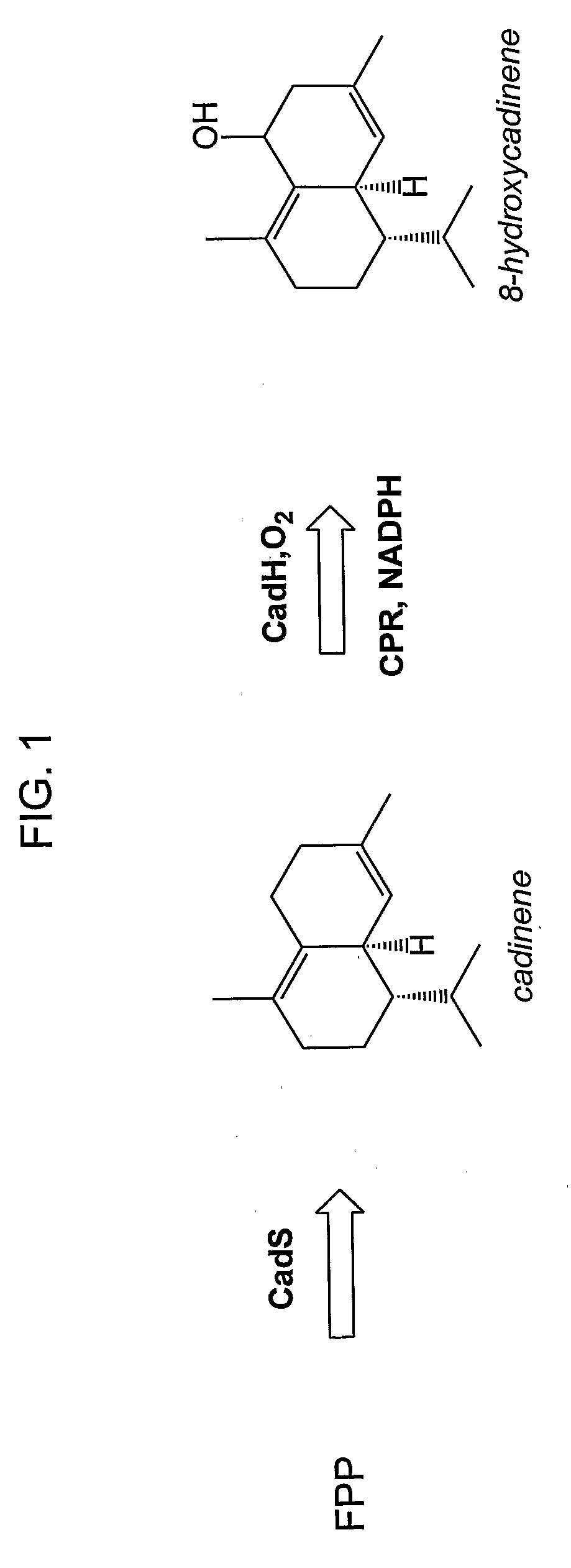 Nucleic acids encoding modified cytochrome p450 enzymes and methods of use thereof