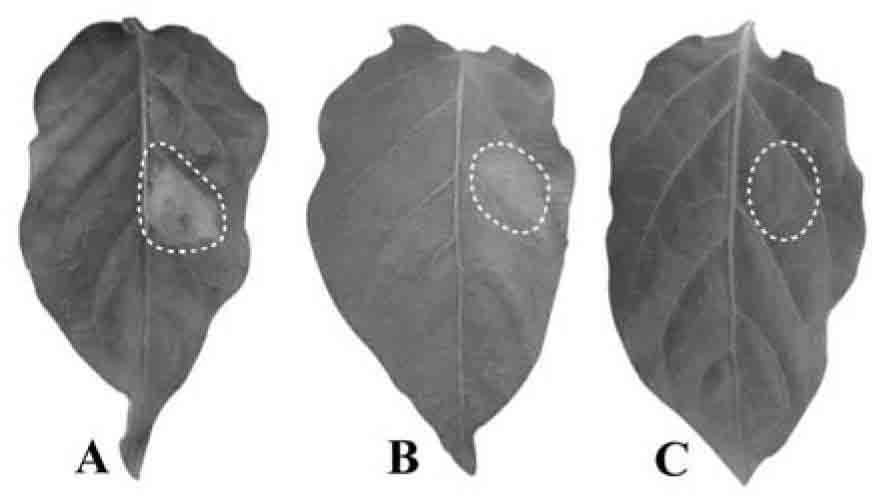 Carnitine acyl transferase PCCAT2 derived from phytophthora capsici, as well as coding gene and application thereof