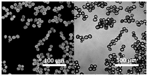 Biomacromolecule microreactor based on protein film isolation and fixation