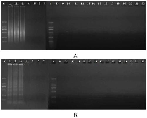 CPA primers and kit for detection of methicillin-resistant staphylococcus aureus, and detection method