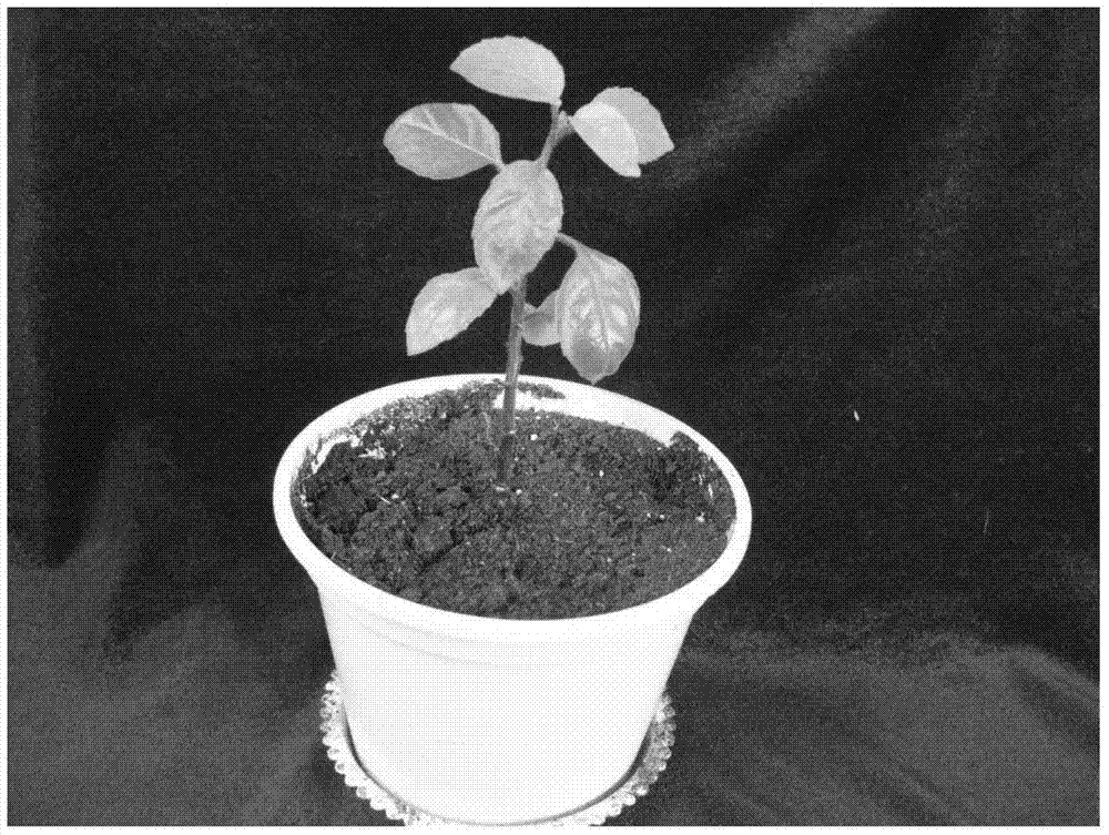 Application of melatonin in promotion of rooting and root development of gynura divaricata