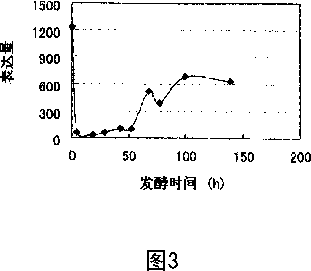 Catalase gene and use thereof