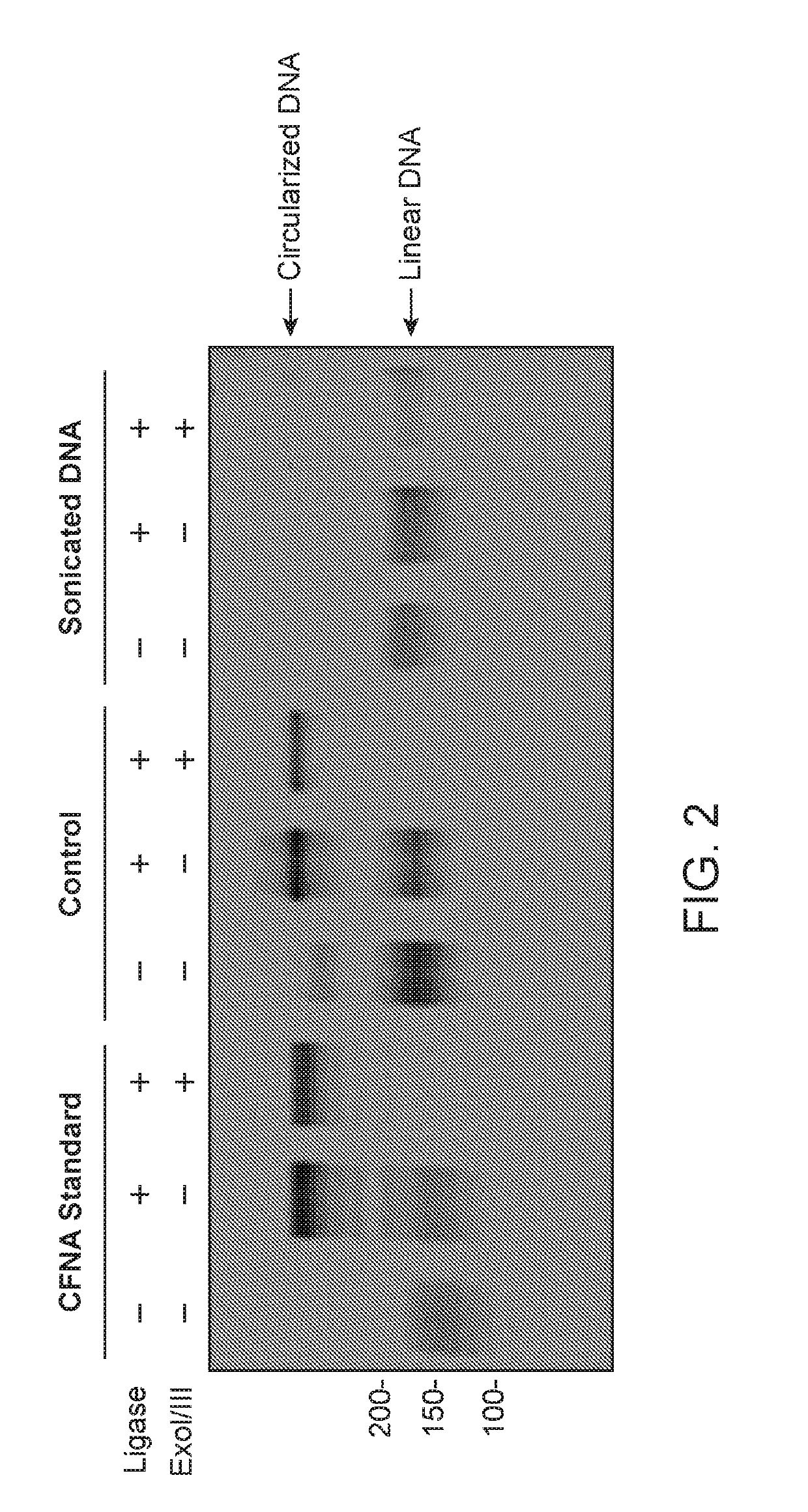 Cell-free nucleic acid standards and uses thereof