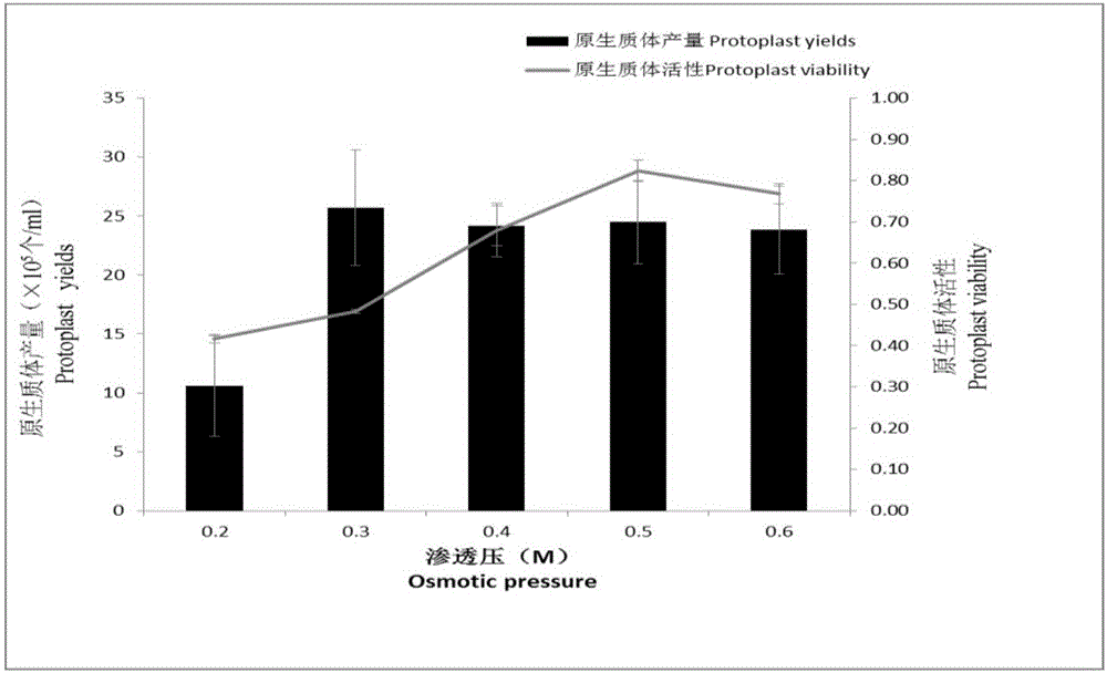 Separating and culturing methods for mesophyll protoplasts of petunia hybrida