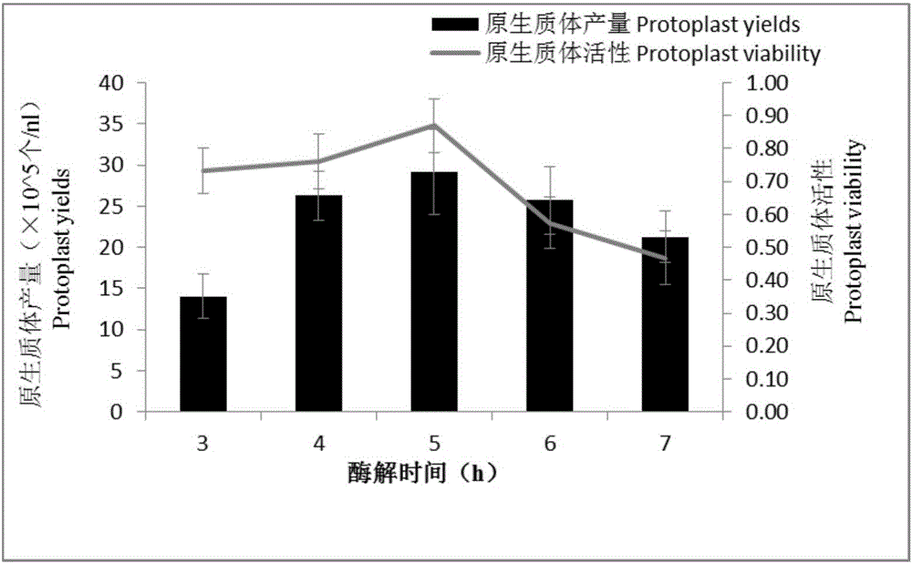 Separating and culturing methods for mesophyll protoplasts of petunia hybrida