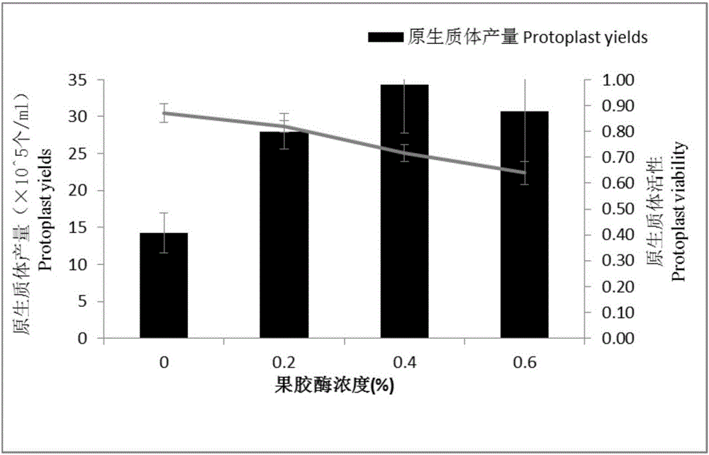 Separating and culturing methods for mesophyll protoplasts of petunia hybrida