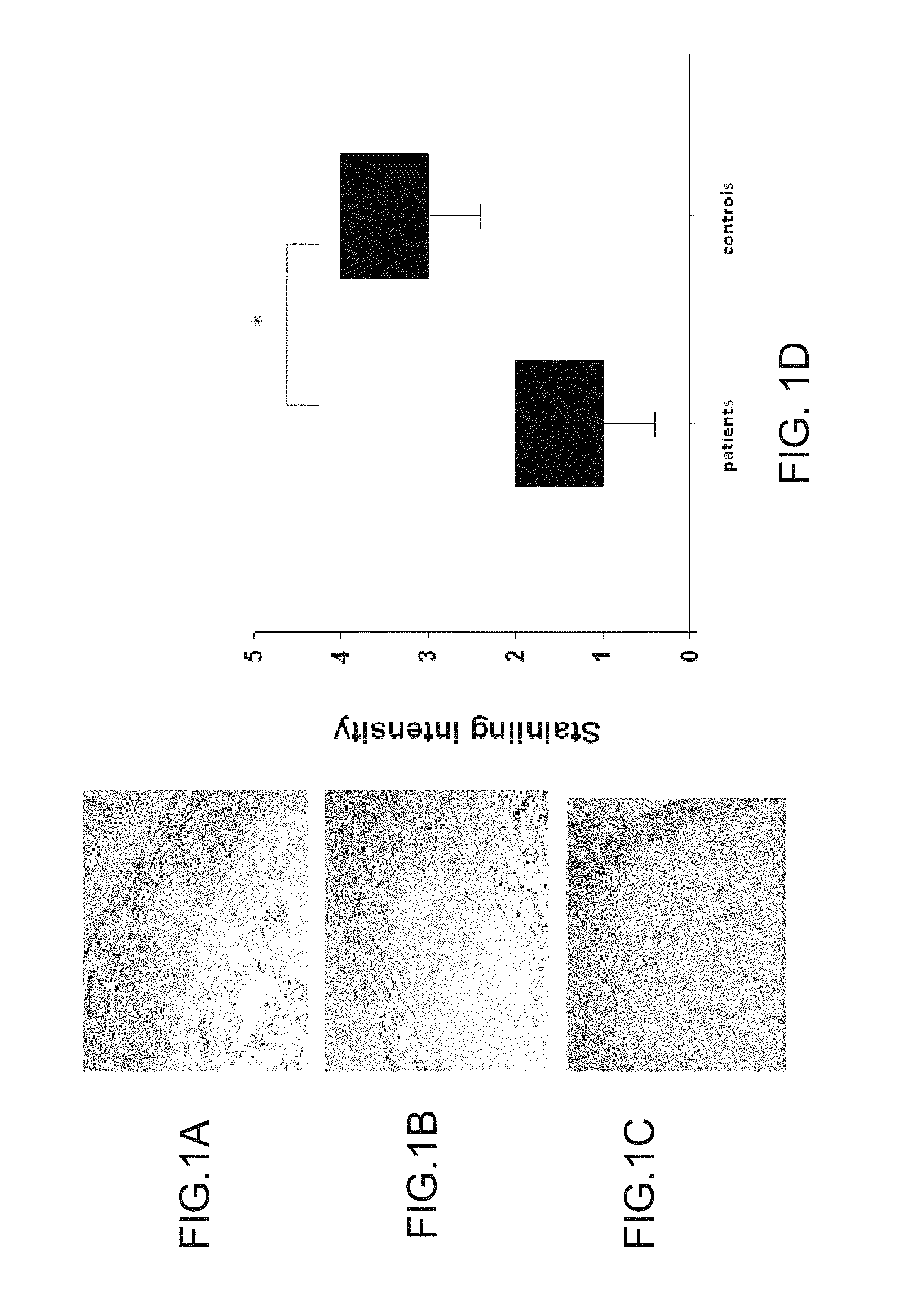 Method of regulating proliferation and differentiation of keratinocyes