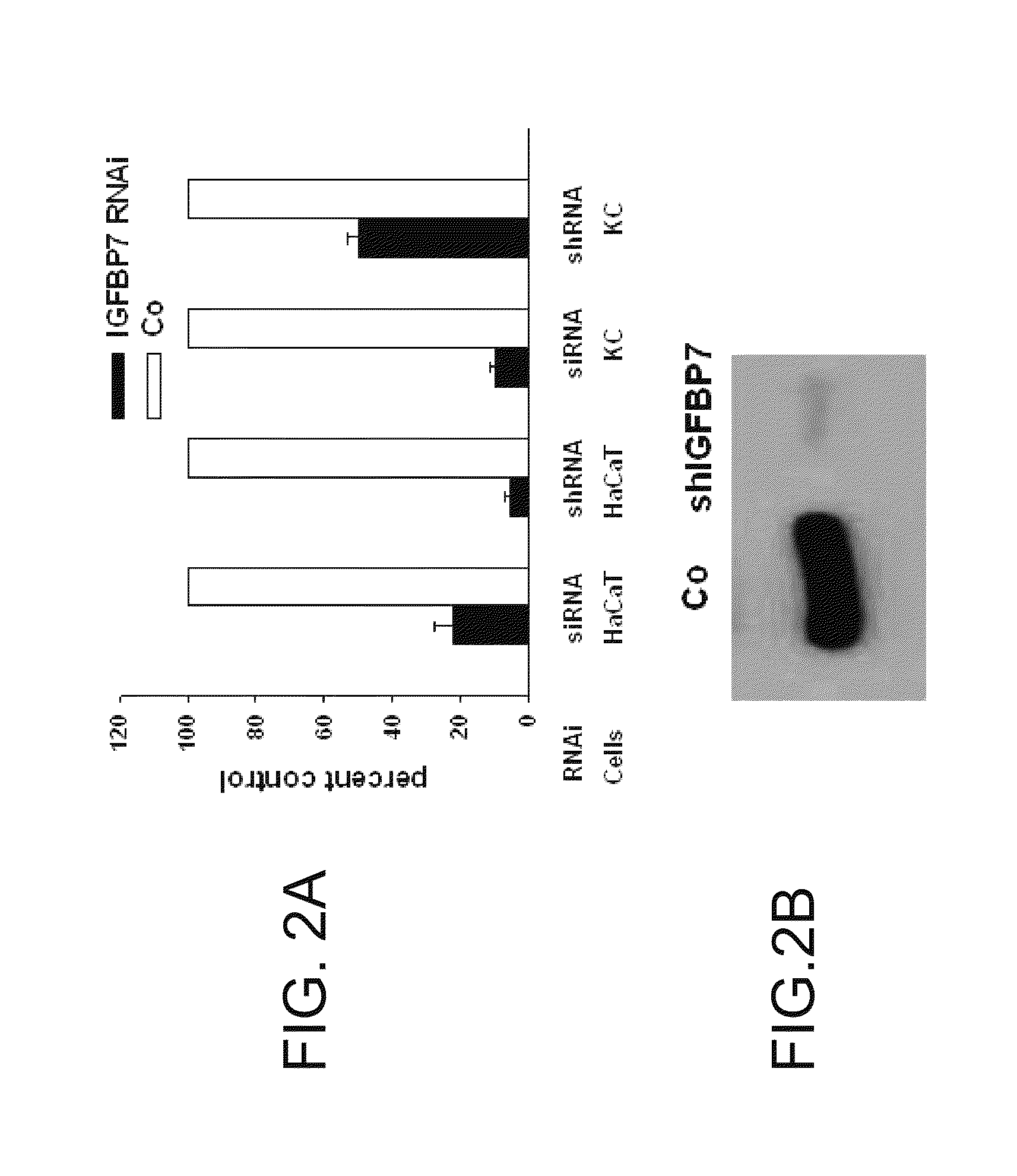 Method of regulating proliferation and differentiation of keratinocyes