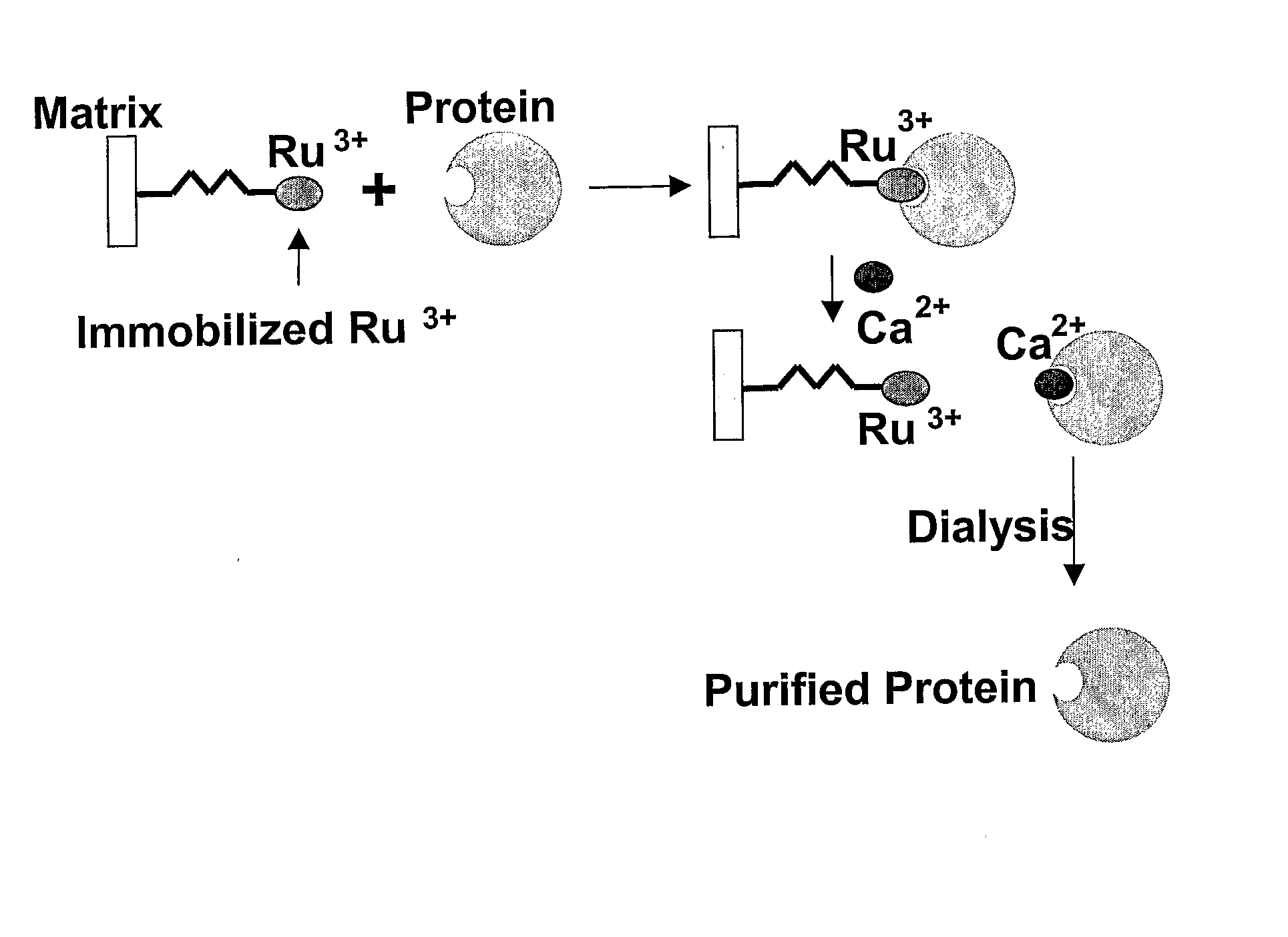 Photoreactive Compound Specifically Binding to Calcium Binding Proteins