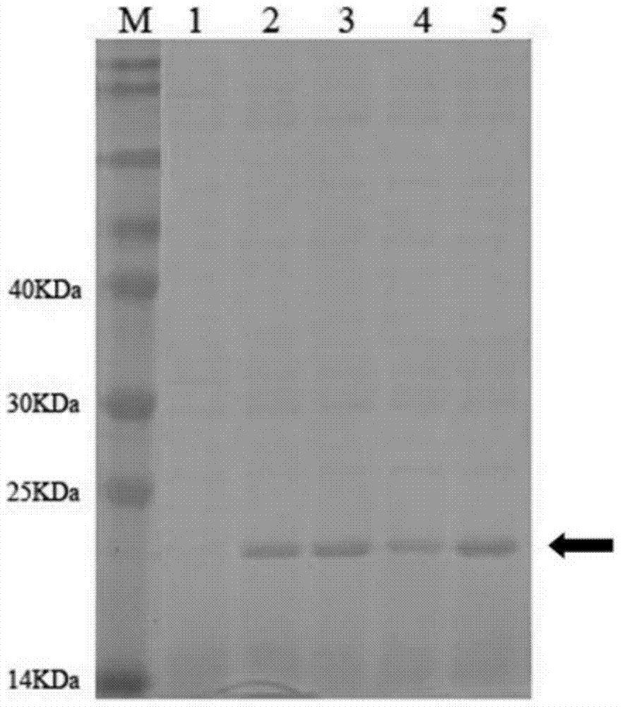 A kind of acid xylanase mutant and its application