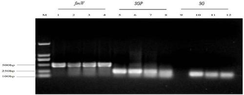 Fowl salmonella gallinarum attenuated isolated strain and application thereof