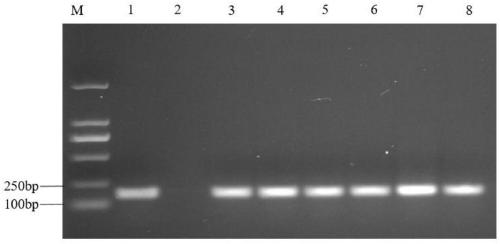 Fowl salmonella gallinarum attenuated isolated strain and application thereof