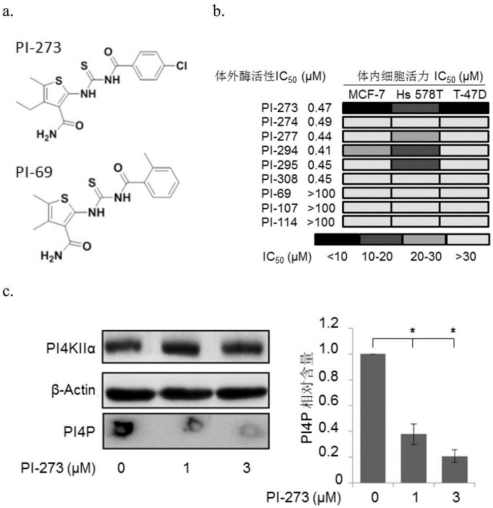 Application of phosphatidyl inositol 4-position kinase type II alpha subtype specific inhibitor PI-273