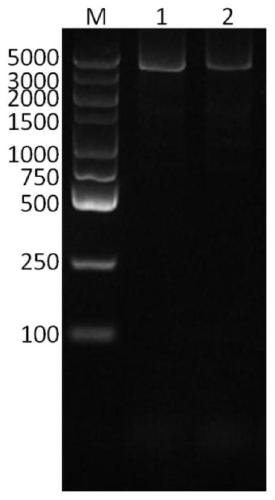 Yeast recombined human-source I-type collagen alpha1 chain protein, synthesis method and application thereof