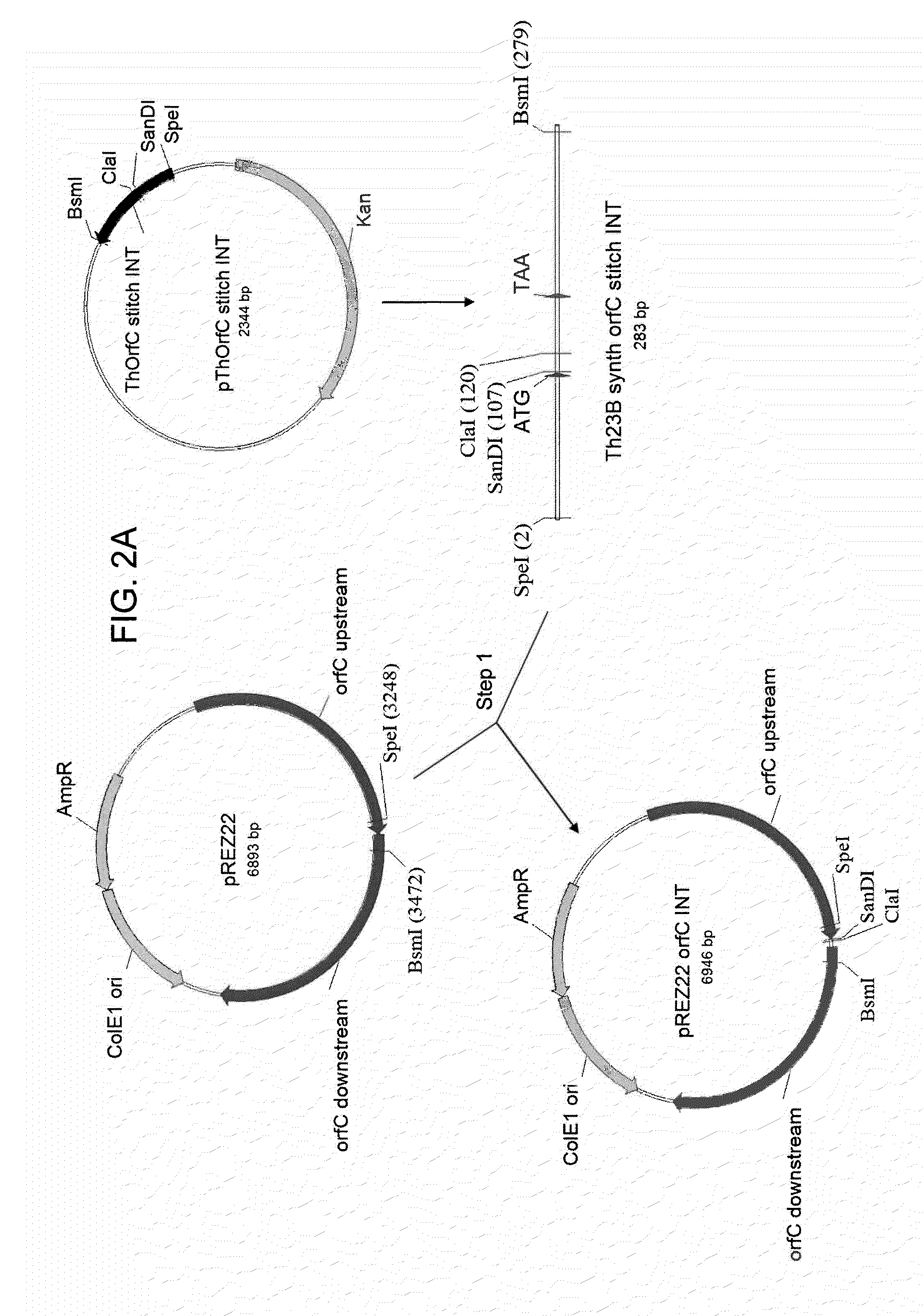 Chimeric PUFA Polyketide Synthase Systems and Uses Thereof