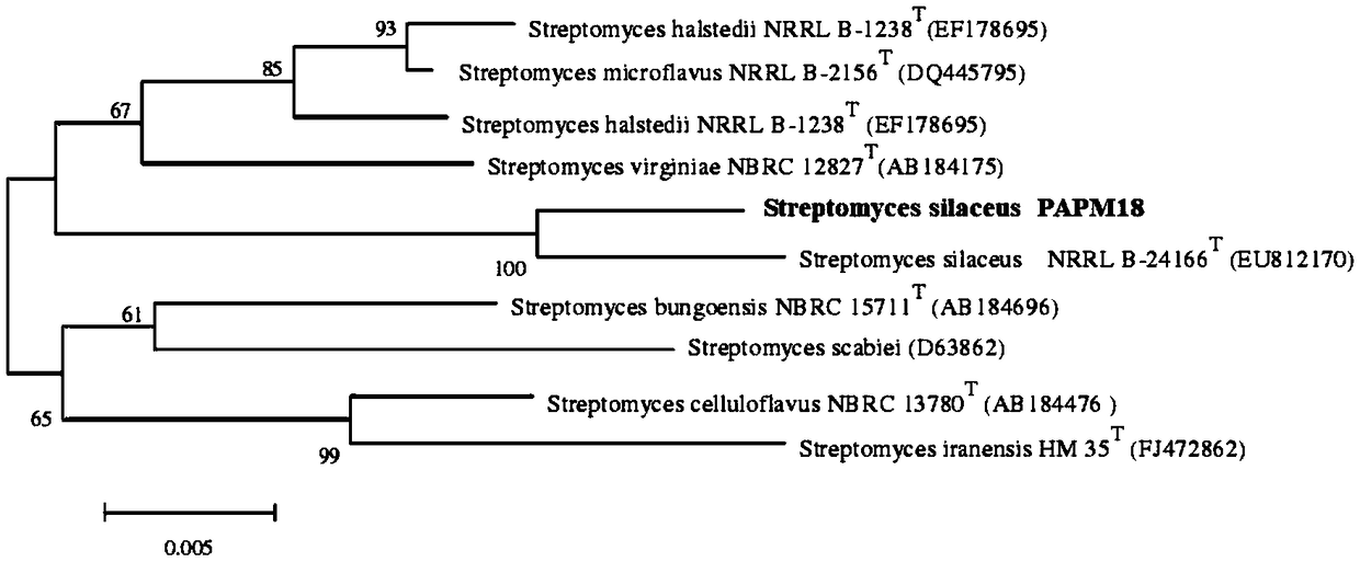 Salt-alkali-resistant streptomyces silaceus and application thereof